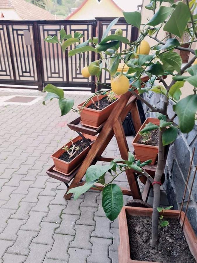 Pensiunea Otilia Sighişoara Dış mekan fotoğraf